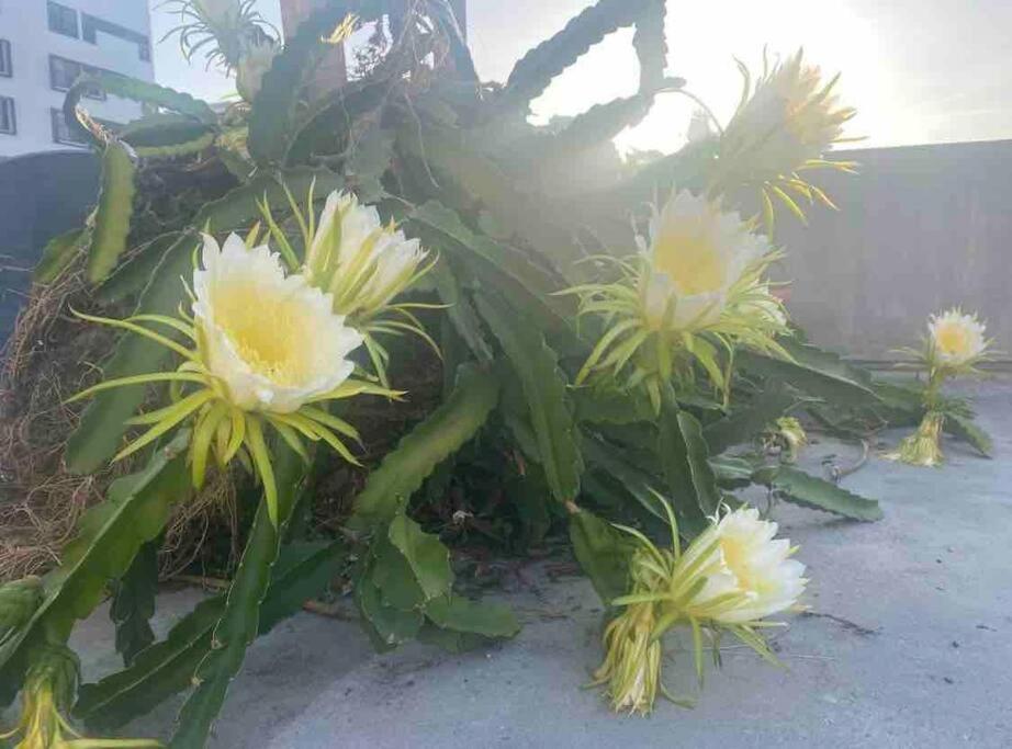 Fresh Tropical Colonial Style Walk-Up- Rooftop Terrace- Beach View San Juan Bagian luar foto