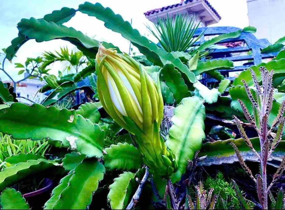 Fresh Tropical Colonial Style Walk-Up- Rooftop Terrace- Beach View San Juan Bagian luar foto